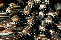 Striped catfish {Plotosus lineatus} Lembeh, Sulawesi