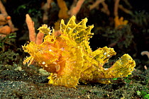 Weedy scorpionfish {Rhinopias frondosa} Lembeh, Sulawesi