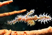 Ornate / Harlequin ghost pipefish {Solenostomus paradoxus} Sulawesi
