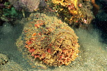 Reef stonefish {Synanceja verrucosa} camouflaged on seabed, Sulawesi