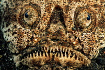 Face of Whitemargin stargazer {Uranoscopus sulphureus} Lembeh, Sulawesi