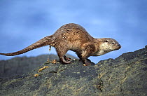 European river otter defecates on shoreline to mark territory, Shetland Islands, UK