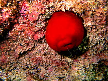 Tunicate {Halocynthia papillosa} Mediterranean