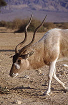 Addax {Addax nasomaculatus} Israel, critically endangered