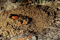 Female Great golden digger wasp digging tunnel {Sphex ichneumoneus} USA.
