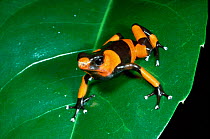 Lehmann's poison arrow frog {Dendrobates lehmanni} Colombia, South America