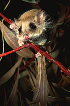 Pygmy / feathertail glider {Acrobates pygmaeus} captive, from Australia