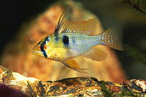 Ram fish (Mikrogeophagus ramirezi) captive, aquarium fish