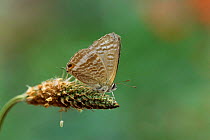 Long tailed blue butterfly {Lampides boeticus} UK, threatened