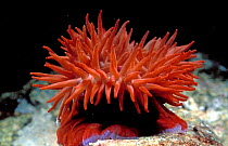 Beadlet anemone tentacles open {Actinia equina} Brittany France
