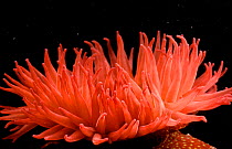 Beadlet anemone tentacles open {Actinia equina} Brittany France