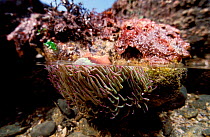 Snakeslock anemone in tide pool split level France {Anemonia sulcata} Brittany