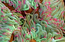 Tentacles of Snakeslock anemones {Anemonia sulcata} Brittany France