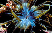 Trumpet anemone feeding {Aiptasia mutabilis} Brittany France