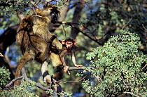 Chacma baboon holds young to prevent it from falling {Papio ursinus} Botswana