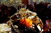 Female Common shore crab carrying eggs {Carcinus maenas} Brittany France