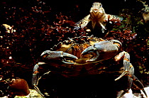 Common shore crab {Carcinus maenas} + Blenny {Lipophrys pholis} Brittany France