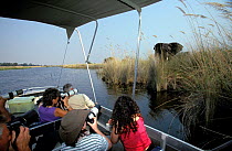 Tourists view African elephant from boat Moremi Okavango delta Botswana