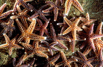 Group of Common starfish underwater {Asterias rubens} Brittany France