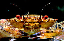 Velvet swimming crab portrait {Liocarcinus / Necora puber} Brittany France