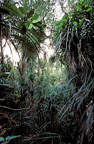 Epiphytes in subtropical rainforest Waipoua Kauri forest North Is New Zealand