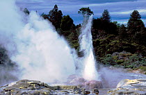 Prince of Wales Feather geyser Whaka Rotorua North Is New Zealand