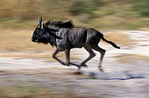 Wildebeest running {Connochaetes taurinus} Okavango delta Botswana