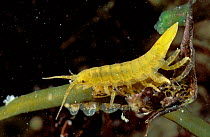 Isopods / Sea slaters mating {Idotea granulosa} Brittany France