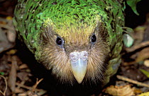 Kakapo portrait {Strigops habroptila} captive Maud Is New Zealand. Did you know? Kakapos are one of the longest lived birds in the world with a average life expectancy of 90 years.