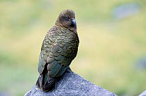 Kea / mountain parrot {Nestor notabilis} South Is New Zealand