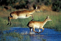 Lechwe females leaping {Kobus leche} Moremi NR Okavango delta Botswana