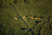 Aerial view of Lechwe running across Okavango delta in wet season Botswana {Kobus