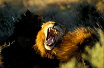 African lion male yawning {Panthera leo} Botswana