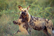 African wild dog in submissive pose to alpha pregnant female Okavango