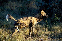 African wild dog marking territory Okavango delta Botswana {Lycaon pictus}