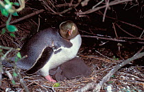 Yellow eyed penguin with chick at nest {Megadyptes antipodes} South Is New Zealand