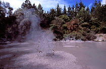 Boiling mud pool Rotorua volcanic area North Is New Zealand