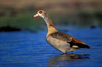 Egyptian goose {Alopochen aegyptiaca} Moremi GR Okavango delta Botswana