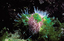 Common sea urchin {Echinus esculentus} + seaweed Brittany France