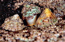 Common limpet homing (retrieving site on rock at high tide) Brittany France {Patella