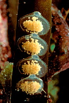 Eggs of Netted dogwhelk {Nassarius reticulata} on seaweed. Brittany France