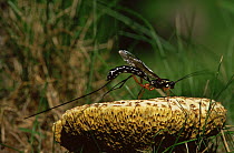 Ichneumon wasp {Rhyssa persuasoria} largest wasp in Britain, Cumberia, UK