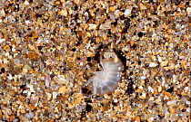 Sand hopper buried in sand {Talitrus saltator} Brittany France
