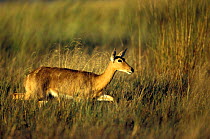 Reedbuck female crossing wetlands {Redunca arundinum} Okavango delta Botswana