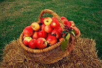 Cultivated apples in basket, Australia