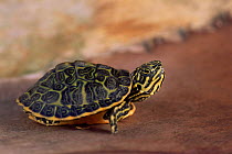 Florida red bellied turtle hatchling {Pseudemys nelsoni} Florida, USA
