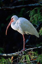 Scarlet ibis standing on one leg {Eudocimus ruber} Florida, USA