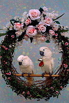 Salmon crested / moluccan cockatoo pair in wedding wreath {Cacatua moluccensis} captive