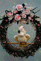 Salmon crested / moluccan cockatoo in wedding wreath {Cacatua moluccensis} captive