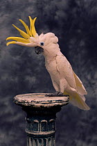 Triton cockatoo {Cacatua galerita triton} with crest raised, captive